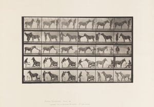 Płyta 664. Muł; Różne występy; przy stole itp. autorstwa Eadweard Muybridge