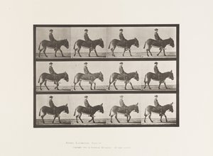 Tabliczka 665. Dup; Pieszy; Oklep; Jeżdżący chłopiec, Jennie autorstwa Eadweard Muybridge