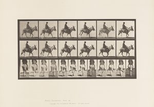 Tabliczka 667. Tyłek; Pieszy; Siodło; Chłopiec na koniu, Zoo autorstwa Eadweard Muybridge