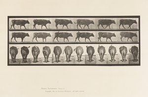 Płyta 671. Wół; Pieszy autorstwa Eadweard Muybridge