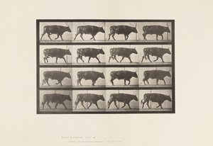 Płyta 672. Wół; kłus autorstwa Eadweard Muybridge