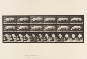 Płyta 673. Siać; Pieszy autorstwa Eadweard Muybridge