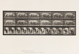 Płyta 674. Siać; Pieszy autorstwa Eadweard Muybridge