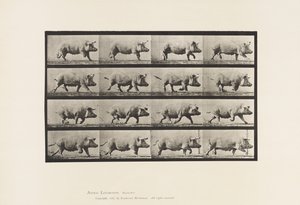Talerz 675. Siać; kłus autorstwa Eadweard Muybridge