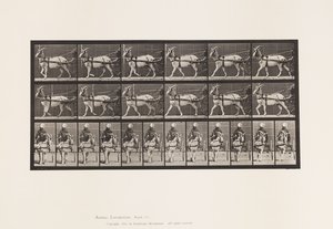Tabliczka 677. Koza; Spacer po Sulky autorstwa Eadweard Muybridge