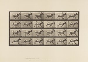 Tabliczka 679. Koza; Galopujący autorstwa Eadweard Muybridge