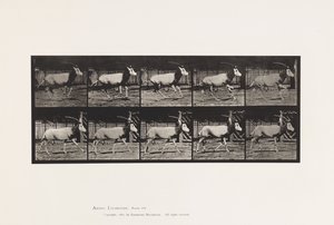 Płyta 680. Orex; Galopujący autorstwa Eadweard Muybridge
