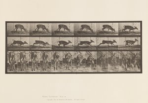 Płyta 681. Jeleń Wirginia; (Bez poroża) Buck Walking autorstwa Eadweard Muybridge