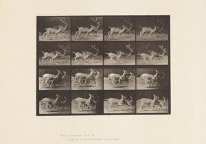 Płyta 684. Daniele; A, Buck i Doe; B, Dwie Łanie; kłus autorstwa Eadweard Muybridge
