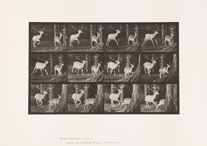 Talerz 686. Daniele; Buck i Doe; Galopujący autorstwa Eadweard Muybridge