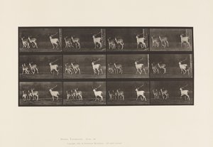 Płyta 687. Daniele; Buck i Grupa Czy; Galopujący autorstwa Eadweard Muybridge
