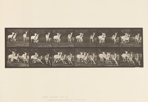 Płyta 688. Daniele; Buck i Grupa Czy; Galopujący autorstwa Eadweard Muybridge