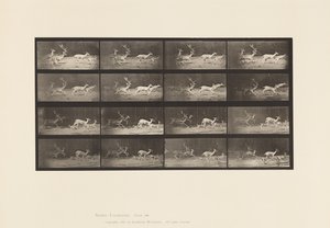Płyta 689. Daniele; A, B, Buck i Grupa Czy; Galopujący autorstwa Eadweard Muybridge