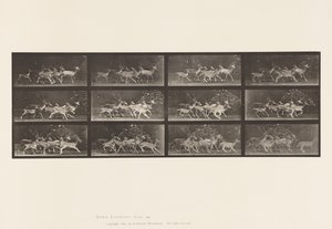 Płyta 690. Daniele; Buck i Grupa Czy; Różne ruchy autorstwa Eadweard Muybridge