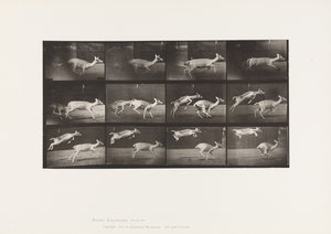 Płyta 691. Daniele; Łania; Galopujący; i Kid; Skoki autorstwa Eadweard Muybridge