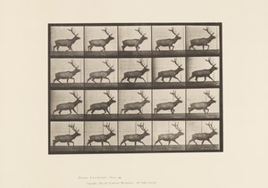 Płyta 692. Łoś, Kłus autorstwa Eadweard Muybridge