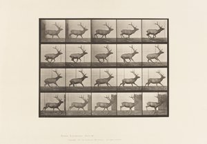 Tabliczka 693. Łoś, Galop autorstwa Eadweard Muybridge