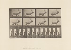Tabliczka 694. Łoś, Galop autorstwa Eadweard Muybridge
