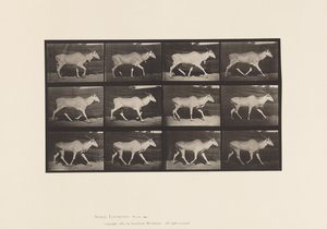 Tabliczka 696. Eland, Trotting autorstwa Eadweard Muybridge