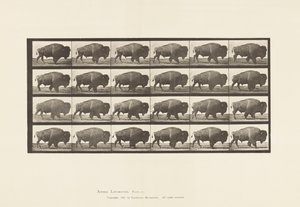 Talerz 699. Bawół; Pieszy autorstwa Eadweard Muybridge