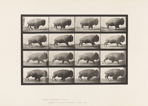 Talerz 700. Bawół; Galopujący autorstwa Eadweard Muybridge