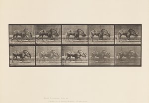 Płyta 701. Gnu; Pieszy autorstwa Eadweard Muybridge