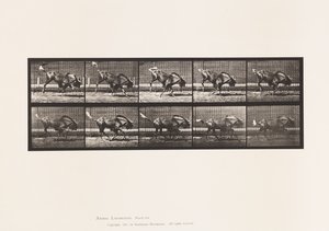 Płyta 702. Gnu; Brykanie i galopowanie autorstwa Eadweard Muybridge
