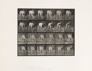 Tabliczka 703. Pies; Pieszy; Przerwany Mastif-Dread autorstwa Eadweard Muybridge