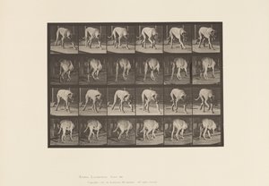 Tabliczka 704. Pies; Pieszy; Dog angielski autorstwa Eadweard Muybridge