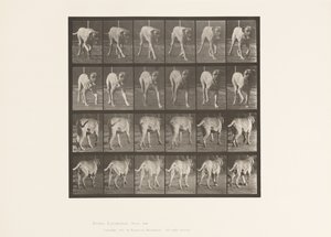 Tabliczka 705. Pies; kłusowanie; Dog angielski autorstwa Eadweard Muybridge