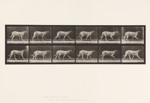 Tabliczka 706. Pies; kłusowanie; Dog angielski autorstwa Eadweard Muybridge