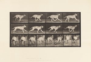 Tabliczka 707. Pies; Galopujący; Dog angielski autorstwa Eadweard Muybridge