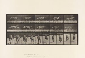 Tabliczka 708. Pies; Galopujący; Brązowy ogar wyścigowy autorstwa Eadweard Muybridge