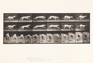 Tabliczka 709. Pies; Galopujący; Biały wyścigowy ogar Maggie autorstwa Eadweard Muybridge