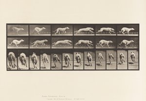 Płyta 710. Pies; Galopujący; Biały wyścigowy ogar Maggie autorstwa Eadweard Muybridge