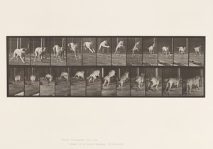 Tabliczka 712. Pies; Skoki przez płotki; Mastif, Strach autorstwa Eadweard Muybridge