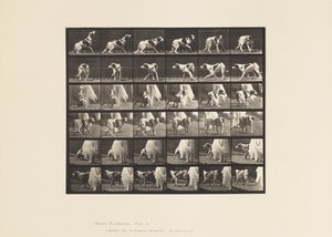 Tabliczka 713. Pies; Odwracanie się itp.; Seterka Kate autorstwa Eadweard Muybridge