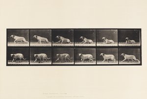 Tabliczka 714. Pies; Wzbudzony przez Torpedę; Mastiff-Smith autorstwa Eadweard Muybridge