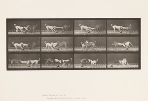 Tabliczka 715. Psy; Trzy, szarpanie za ręcznik, Ike, Maggie itp. autorstwa Eadweard Muybridge