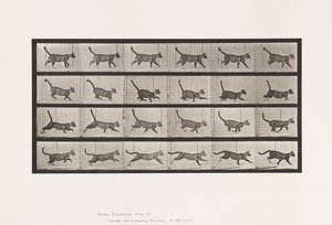 Tabliczka 716. Kot; Chodzenie, zmiana na galop autorstwa Eadweard Muybridge