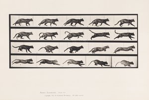 Tabliczka 717. Kot; kłusowanie; Zmień na galopujący autorstwa Eadweard Muybridge