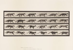 Tabliczka 718. Kot; kłusowanie; Zmień na galopujący autorstwa Eadweard Muybridge