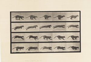 Tabliczka 719. Kot; Galopujący autorstwa Eadweard Muybridge