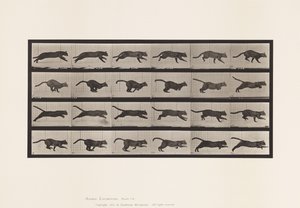 Płyta 720. Kot; Galopujący autorstwa Eadweard Muybridge