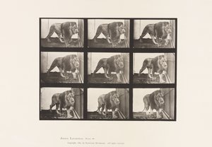 Płyta 721. Lew; Pieszy autorstwa Eadweard Muybridge