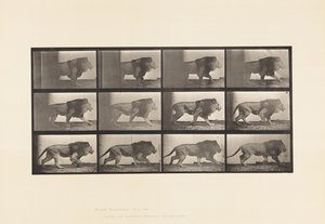 Płyta 722. Lew; Pieszy autorstwa Eadweard Muybridge