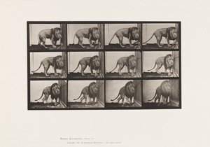 Płyta 723. Lew; Chodzenie, odwracanie się autorstwa Eadweard Muybridge