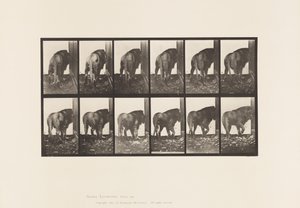 Płyta 724. Lew; Chodzenie, odwracanie się autorstwa Eadweard Muybridge
