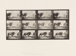 Tablica 726. Lew i lwica; Pieszy autorstwa Eadweard Muybridge