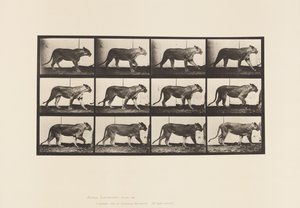 Płyta 728. Lwica; Pieszy; Lew; Leżeć autorstwa Eadweard Muybridge